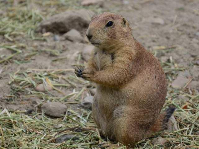 树底下吃瓜地土拨鼠,土拨鼠悠然自得