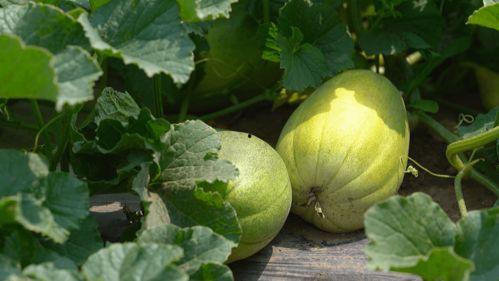 瓜老师一起吃瓜,瓜老师带你一起畅游吃瓜世界