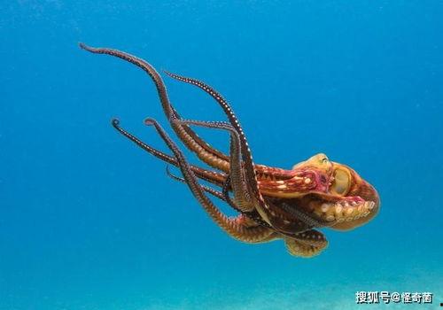 章鱼牛奶雨云猜明星,揭秘明星背后的神秘传说