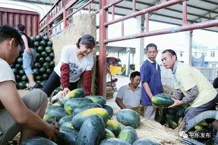 平乐县吃瓜,探寻当地特色美食之旅